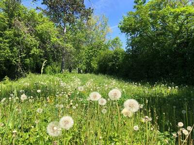 Haus mit Garten kaufen in 1190 Wien (Bild 5)