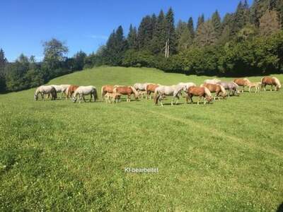 Grundstück kaufen in 8756 Sankt Georgen
