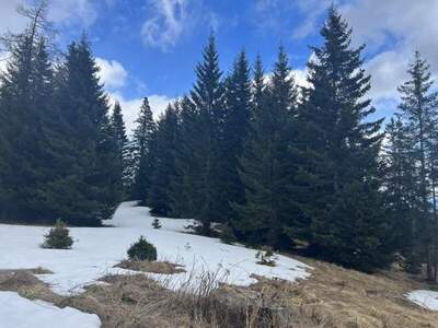 Grundstück kaufen in 8844 Baierdorf