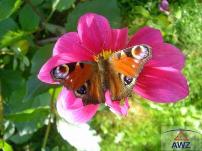 Gewerbeobjekt kaufen in 8171 Almenland