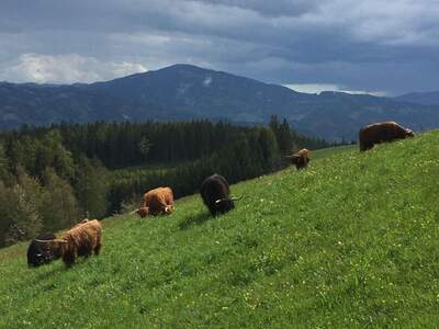 Gewerbeobjekt kaufen in 8642 Mürzgraben (Bild 1)