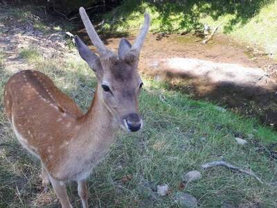 Eigentumswohnung in 6105 Leutasch