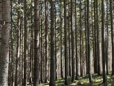 Gewerbeobjekt kaufen in 8600 Bruck an der Mur