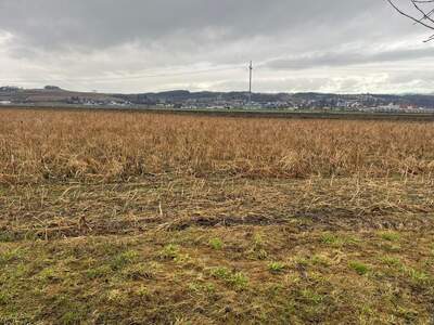 Land- und Forstwirtschaft kaufen in 4331 Naarn
