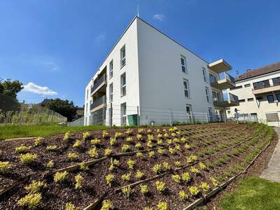 Wohnung mieten in 4713 Gallspach