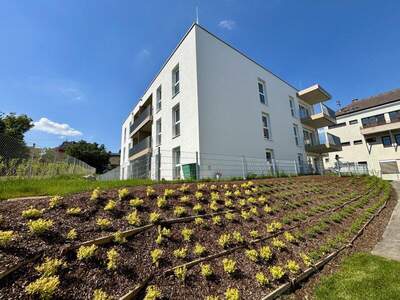Dachgeschosswohnung mieten in 4713 Gallspach