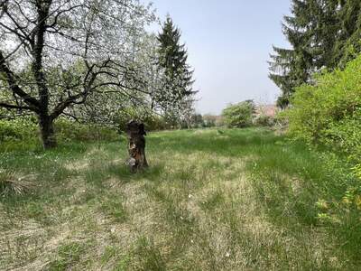 Grundstück kaufen in 8041 Graz (Bild 2)