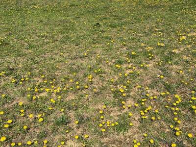 Grundstück kaufen in 8380 Jennersdorf (Bild 4)