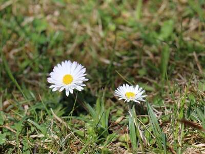 Grundstück kaufen in 9872 Millstatt