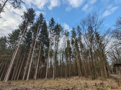 Grundstück kaufen in 7502 Unterwart (Bild 5)