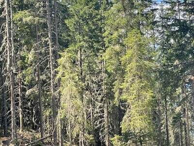 Gewerbeobjekt kaufen in 8861 Sankt Georgen (Bild 3)