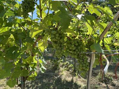 Gewerbeobjekt kaufen in 3483 Feuersbrunn (Bild 4)