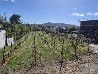 Grundstück kaufen in 2103 Langenzersdorf (Bild 3)