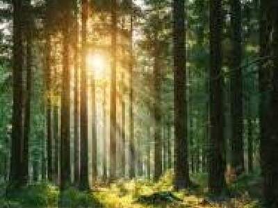 Gewerbeobjekt kaufen in 9183 St. Jakob