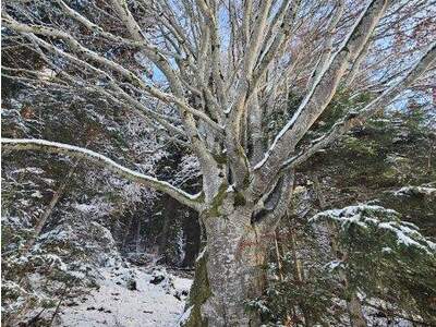 Grundstück kaufen in 6311 Oberau (Bild 5)