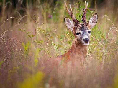 Gewerbeobjekt kaufen in 9100 Völkermarkt