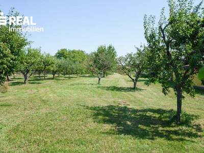 Mehrfamilienhaus kaufen in 7322 Lackenbach (Bild 5)
