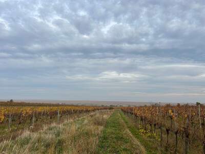 Gewerbeobjekt mieten in 7072 Mörbisch (Bild 1)