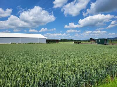 Gewerbegrundstück mieten in 4063 Hörsching