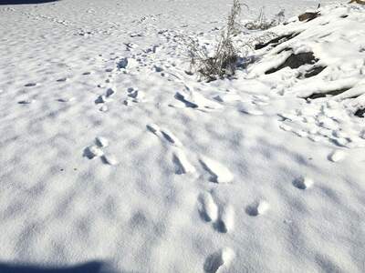 Grundstück kaufen in 8114 Großstübing (Bild 1)