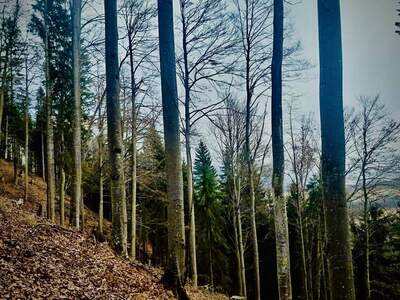 Gewerbeobjekt kaufen in 8665 Langenwang