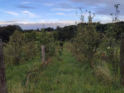 Haus kaufen in 8081 Heiligenkreuz (Bild 3)