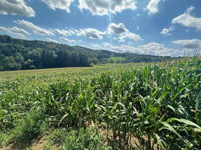 Gewerbeobjekt kaufen in 8081 Heiligenkreuz