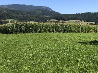 Grundstück kaufen in 8045 Weinitzen (Bild 1)