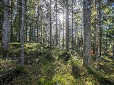 Gewerbeobjekt kaufen in 6391 Fieberbrunn