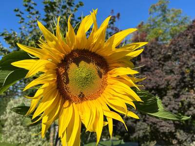 Terrassenwohnung kaufen in 5230 Mattighofen