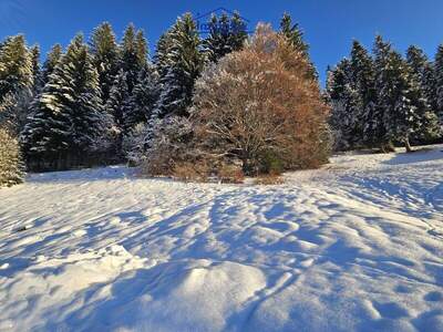 Grundstück kaufen in 6311 Oberau (Bild 4)