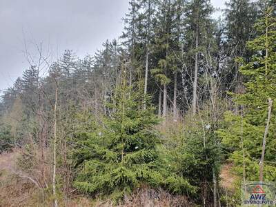 Gewerbeobjekt kaufen in 3830 Waidhofen