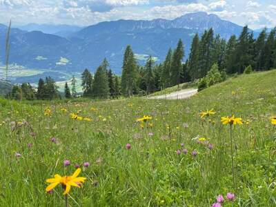 Grundstück provisionsfrei kaufen in 9771 Berg