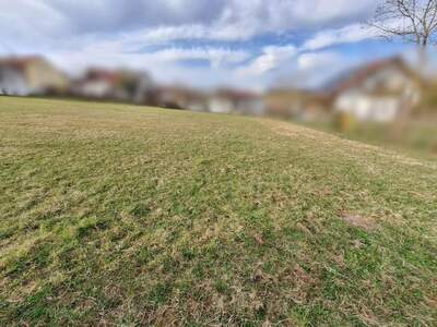 Grundstück kaufen in 4175 Herzogsdorf