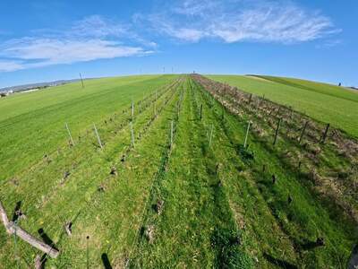 Grundstück kaufen in 7011 Siegendorf