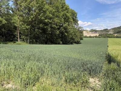 Land- und Forstwirtschaft kaufen in 4782 St. Florian