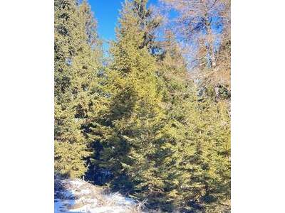 Grundstück kaufen in 8762 Gföllgraben