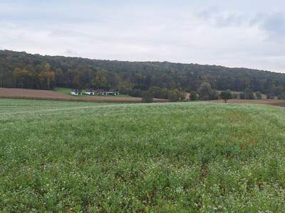 Gewerbeobjekt kaufen in 8354 Waltra (Bild 3)