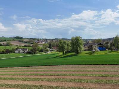 Grundstück kaufen in 4209 Engerwitzdorf (Bild 1)