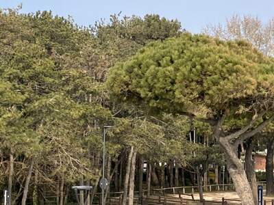 Gewerbeobjekt kaufen in 33054 Lignano Pineta (Bild 5)