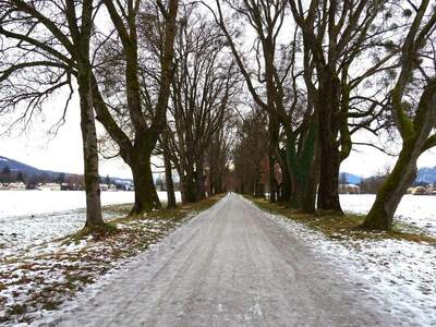 Grundstück kaufen in 5020 Salzburg (Bild 1)