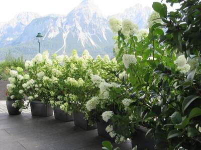 Wohnung provisionsfrei mieten in 6631 Lermoos