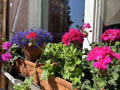 Altbauwohnung mit Balkon kaufen in 6020 Innsbruck