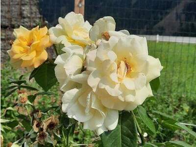 Haus kaufen in 9918 Strassen