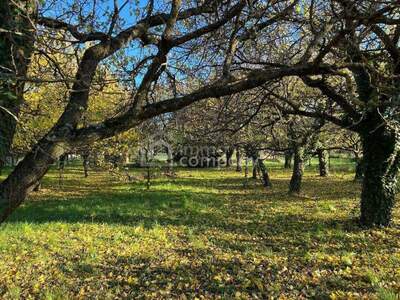 Grundstück kaufen in 7053 Hornstein