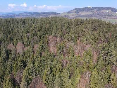 Jagd- und Forstwirtschaft kaufen in 9062 Moosburg (Bild 2)