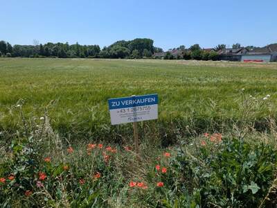 Grundstück kaufen in 2454 Trautmannsdorf