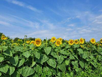 Gewerbeobjekt kaufen in 8431 Gralla