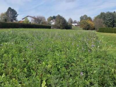 Grundstück kaufen in 7562 Eltendorf