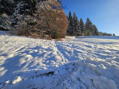 Grundstück kaufen in 6311 Oberau (Bild 2)